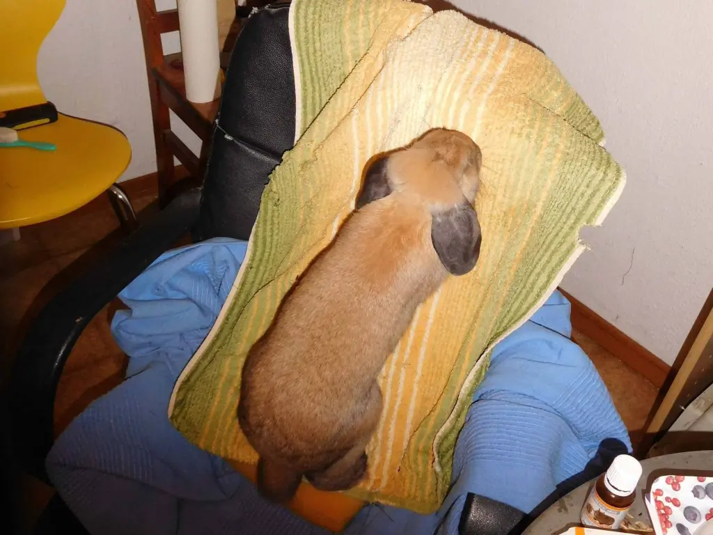 Andachtsbild von Anja