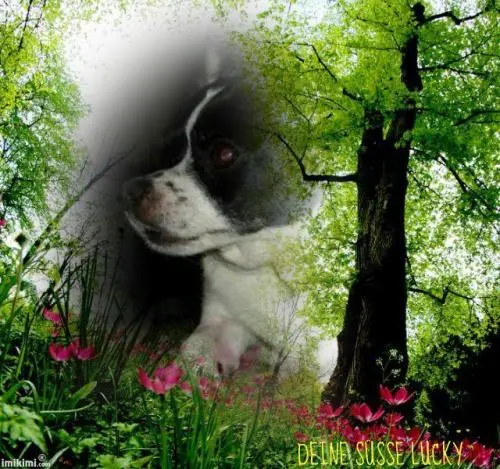 Image from Lucky