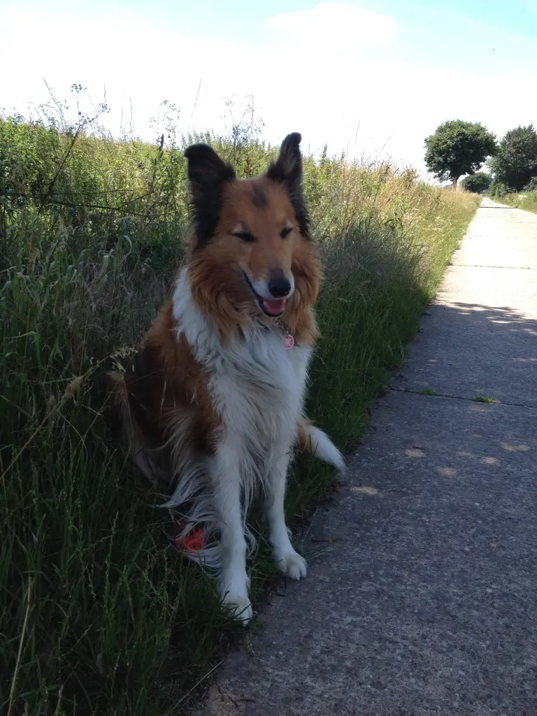 Condolence image of Katharina mit Merle im Herzen