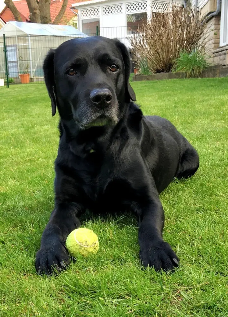 Condolence image of Heidi mit Buddy tief im Herzen