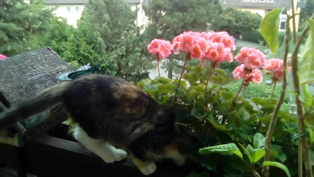 Condolence image of Unbekannt