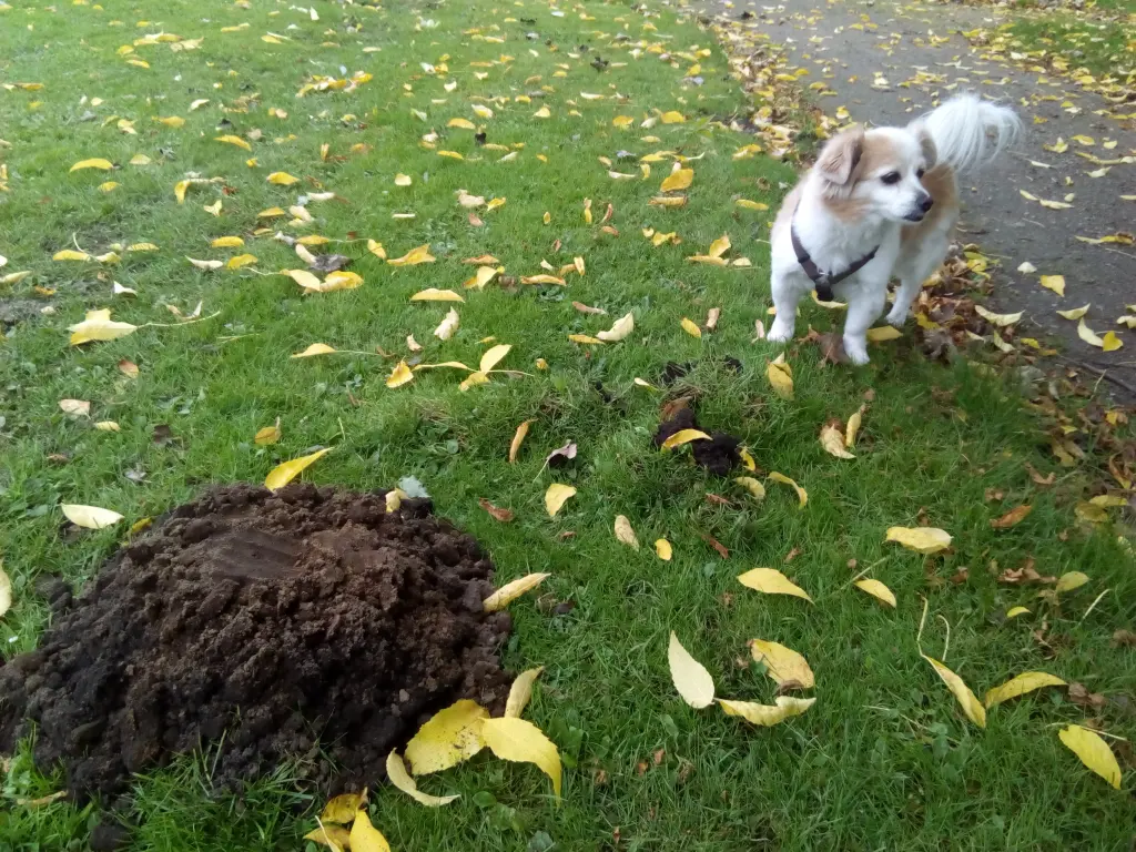 Condolence image of Petra