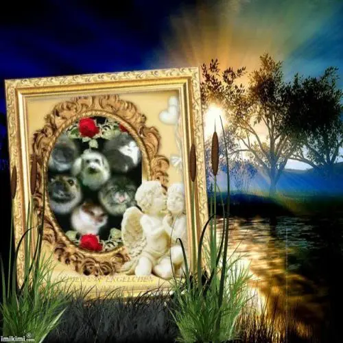 Image from meine zwei schätzchen bärli und sheila