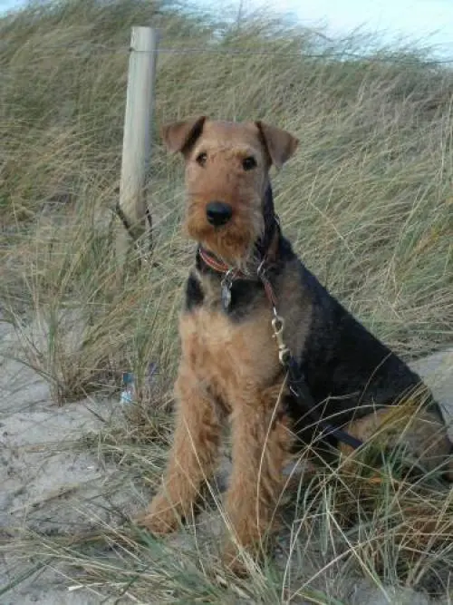 Image from Anja