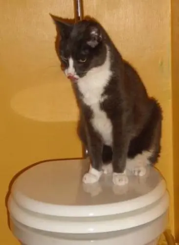 Image from meine geliebte Pepi-Maus