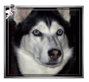 Condolence image of Blausternchen