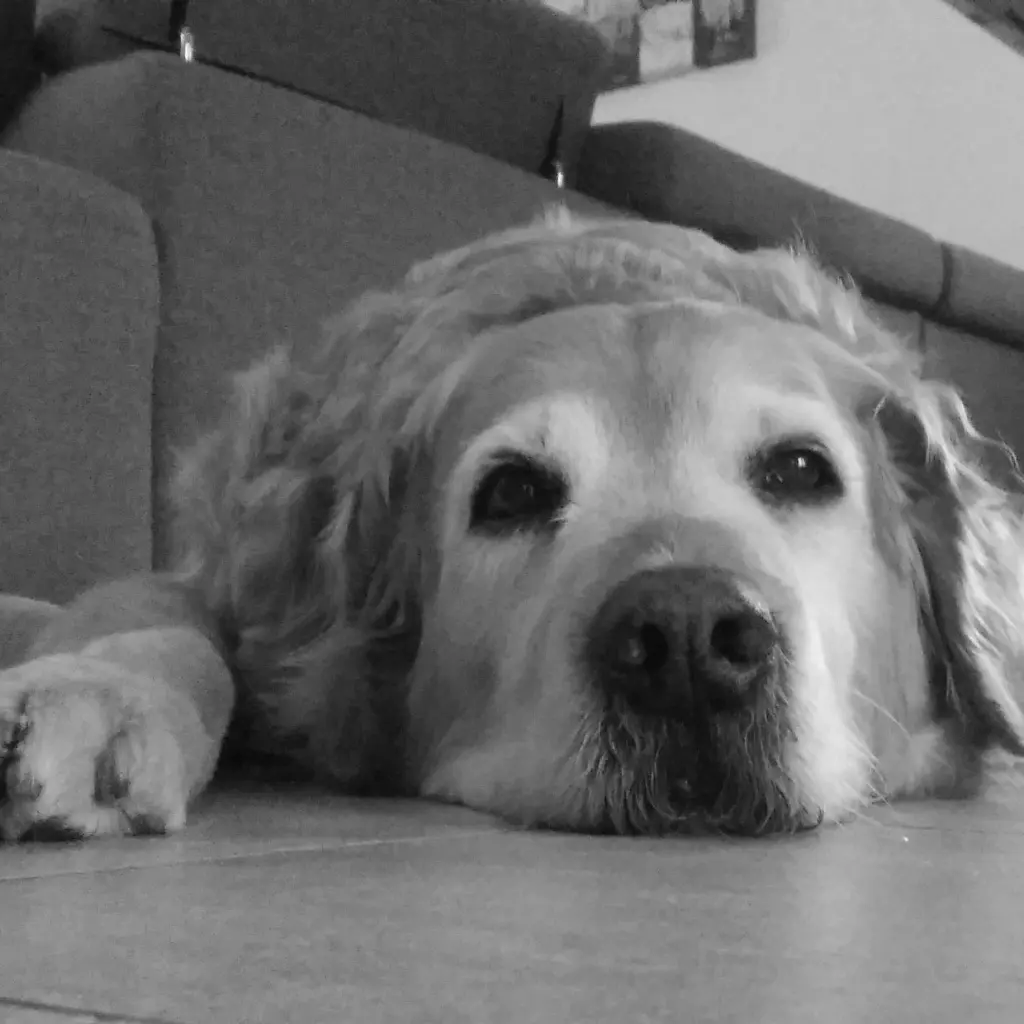 Condolence image of Micha mit Cäsar im Herzen