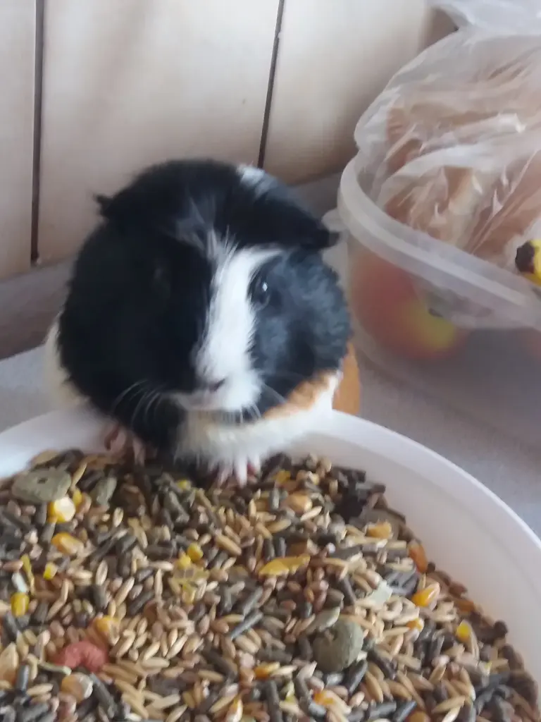 Condolence image of Olaf