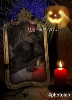 Condolence image of Heidi mit Buddy tief im Herzen