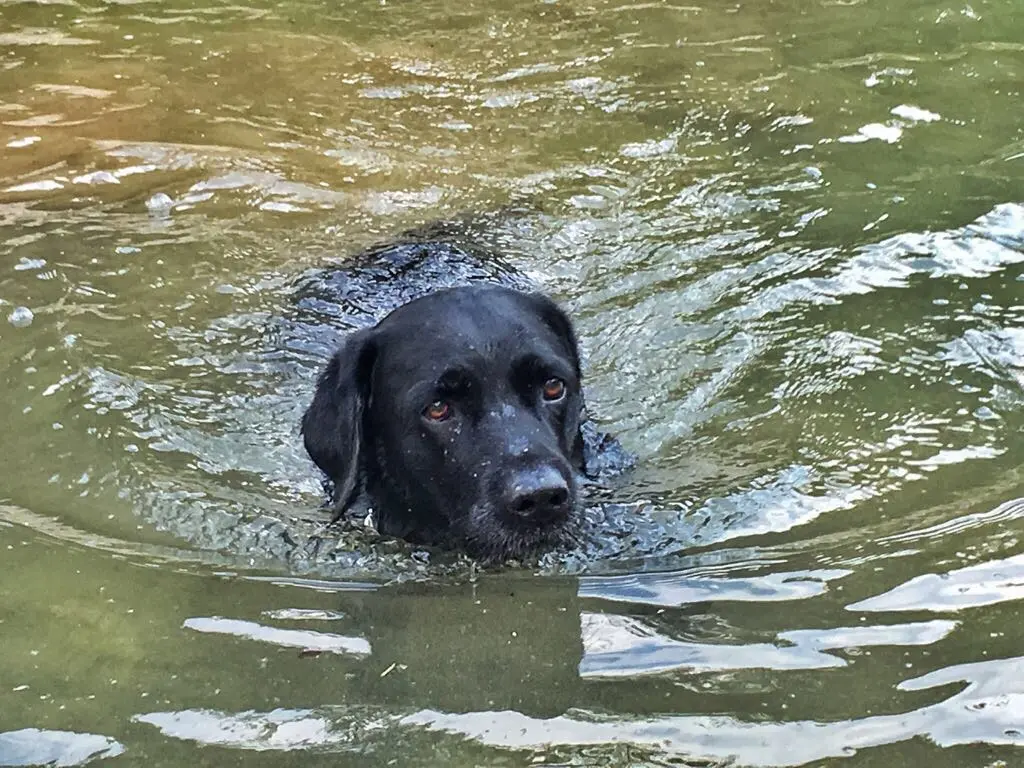 Condolence image of Heidi mit Buddy tief im Herzen