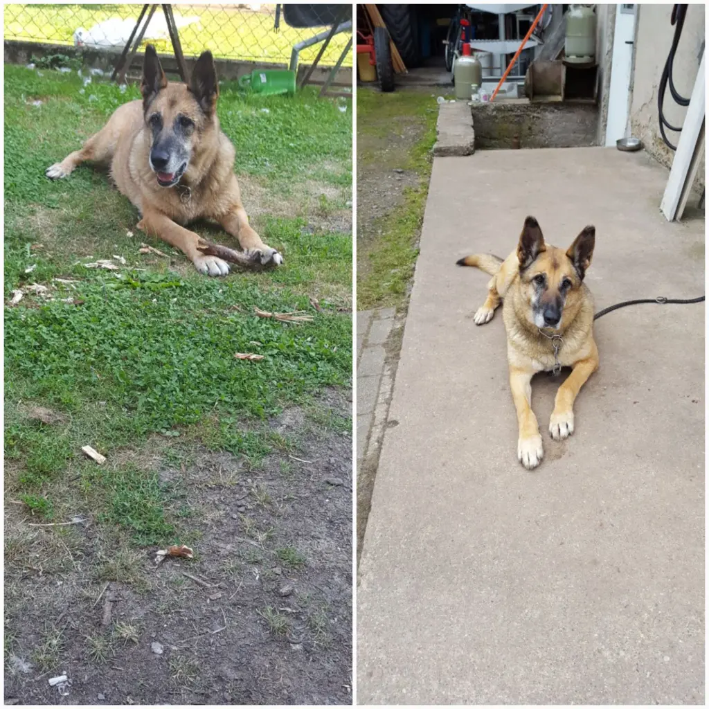 Condolence image of Claudia m. TARA im Herzen