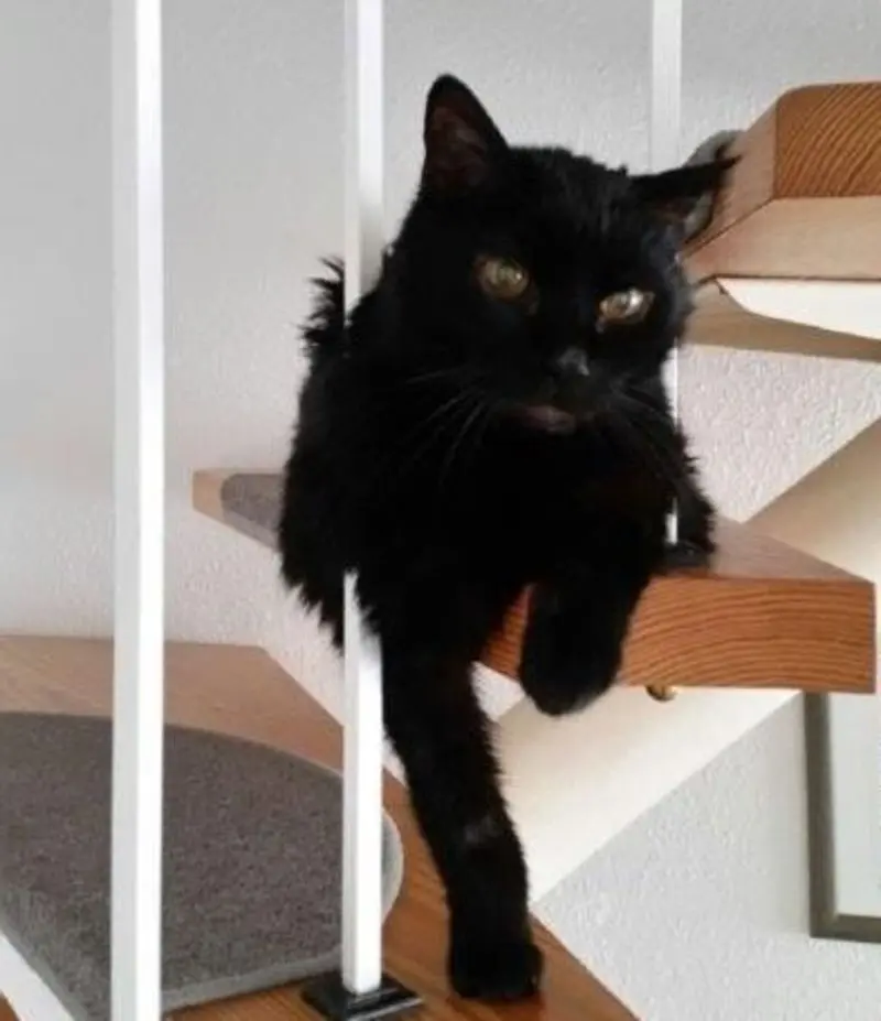 Condolence image of Uli + Didi mit Luffi + Cassy