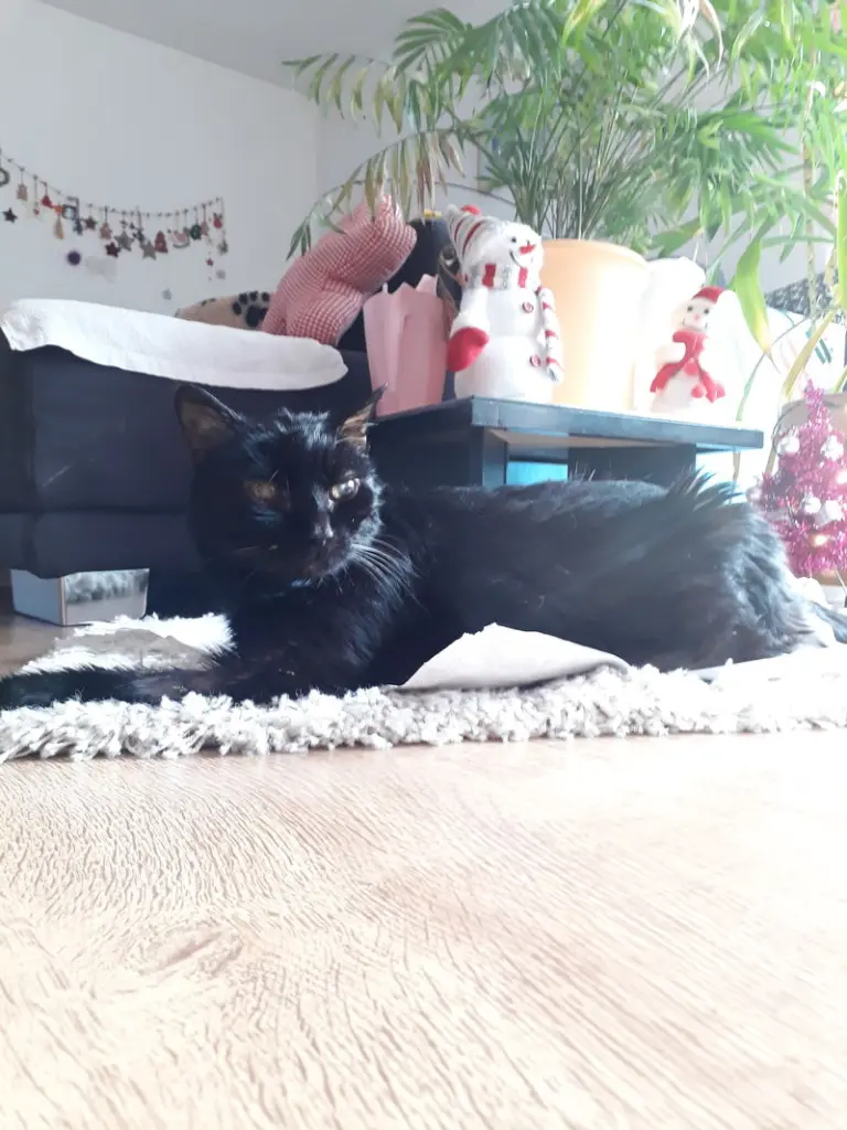 Condolence image of Uli und Dietmar, mit Cassi und Luffi 