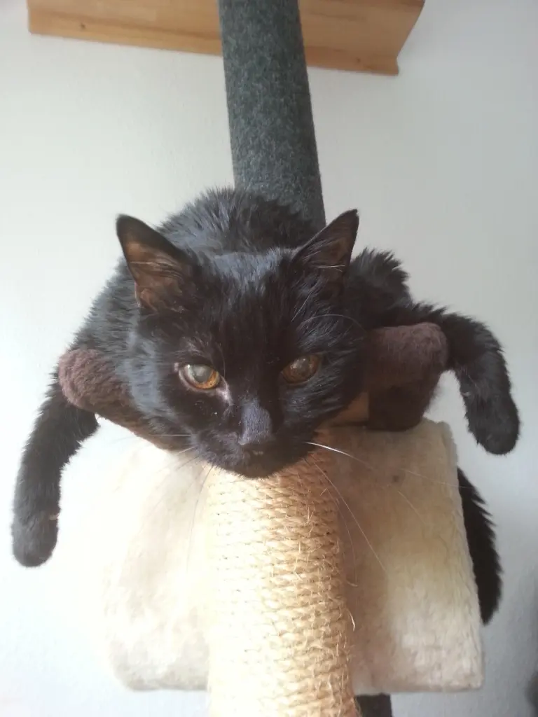 Condolence image of Uli und Detmar mit Cassi und Luffi