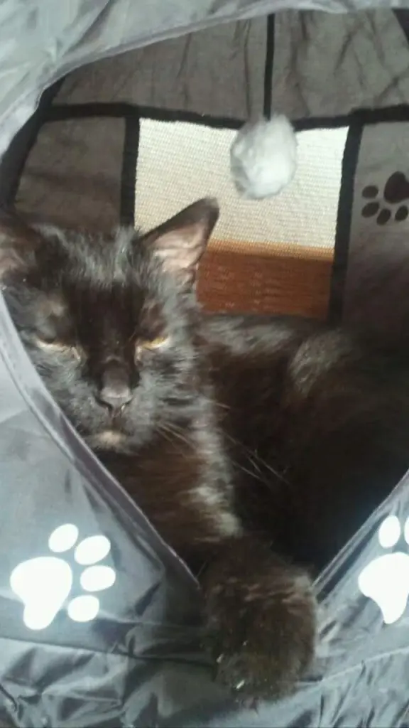 Condolence image of Uli + Didi mit Luffi und Cassy