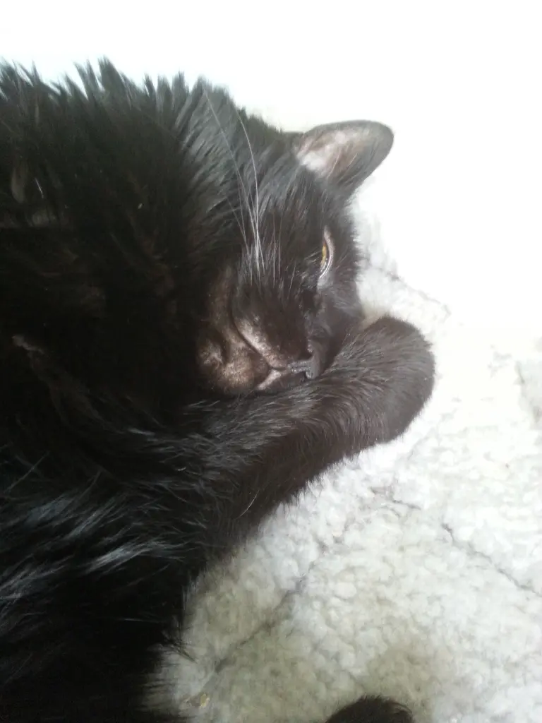 Condolence image of Uli,Didi,Dotty, Luffi und Cassy