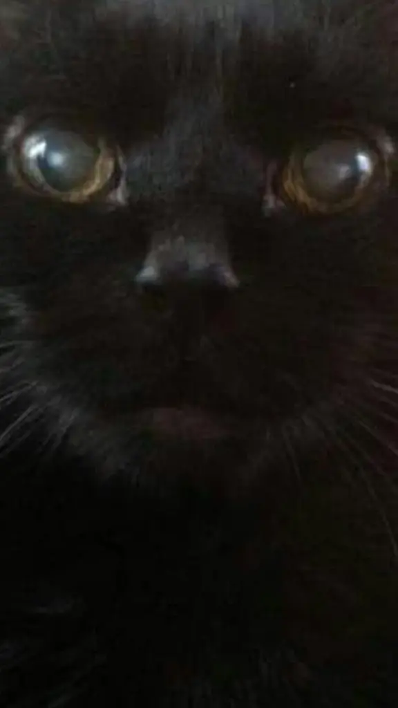 Condolence image of Uli, Didi, Cassy, Luffi und Dottymaus