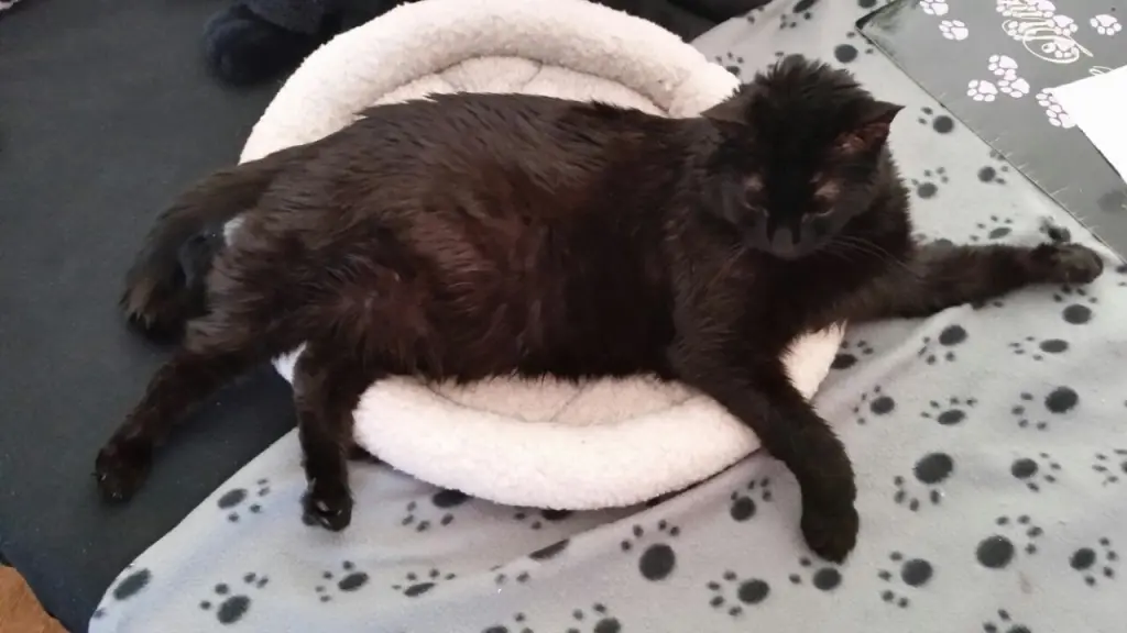 Condolence image of Didi