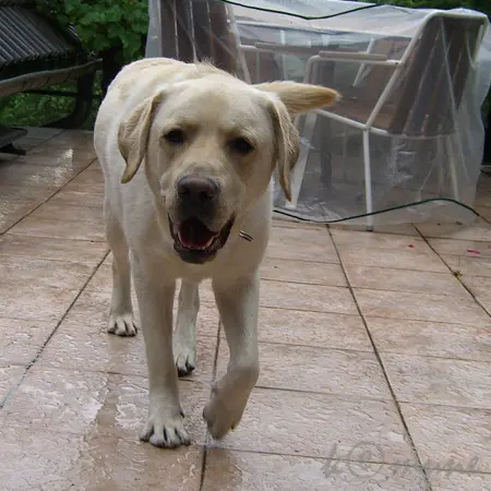 Condolence image of Familie Müller