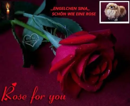 Image from ,, meine einzigartige Sina ,,
