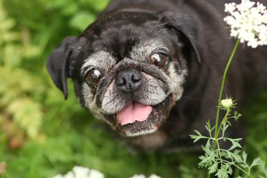 Condolence image of Cornelia mit Bruno & Barni im Herzen