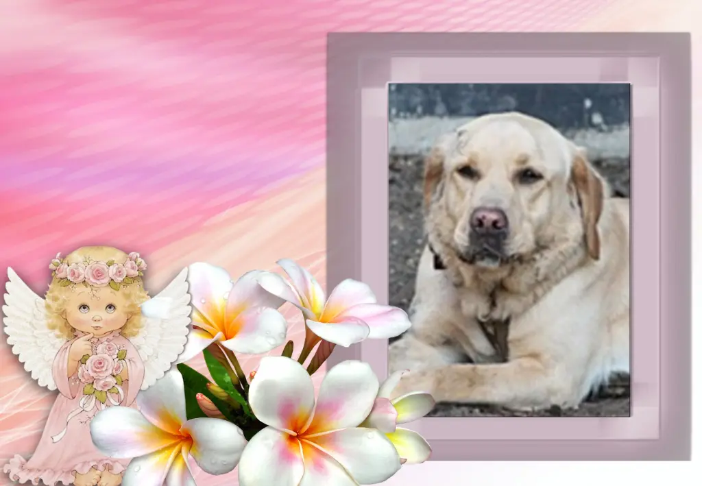 Condolence image of Fur Liebe Balou❤