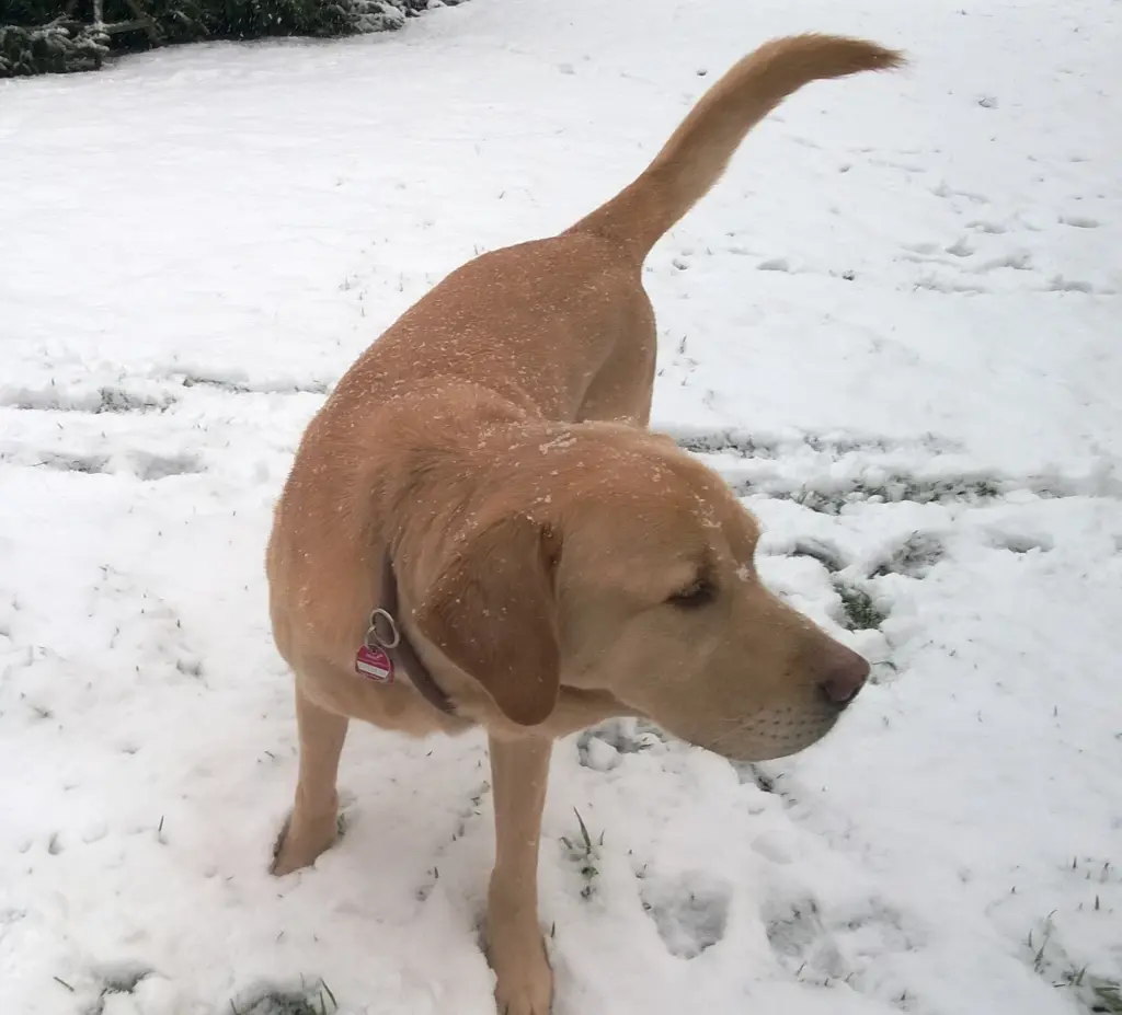 Condolence image of Angelika