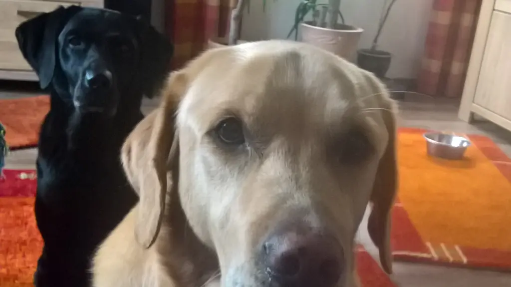 Condolence image of Angelika Claus-Ehrhorn