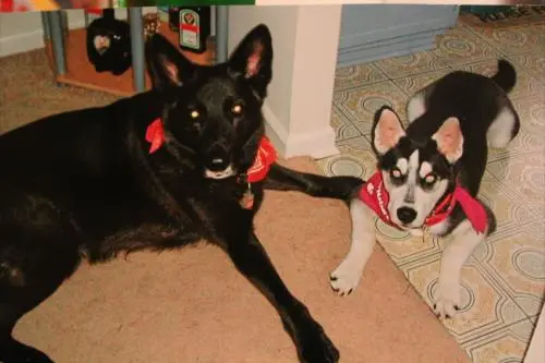 Image from Acy und Shadow