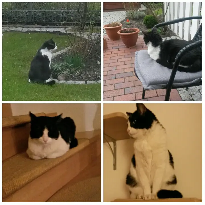 Condolence image of Monika mit Seelenkater Carlo tief im Herzen gestorben am 10. Juli 2017