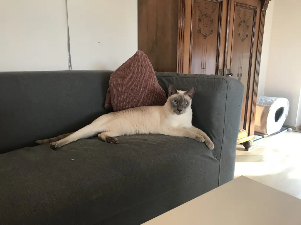 Bild von Linus