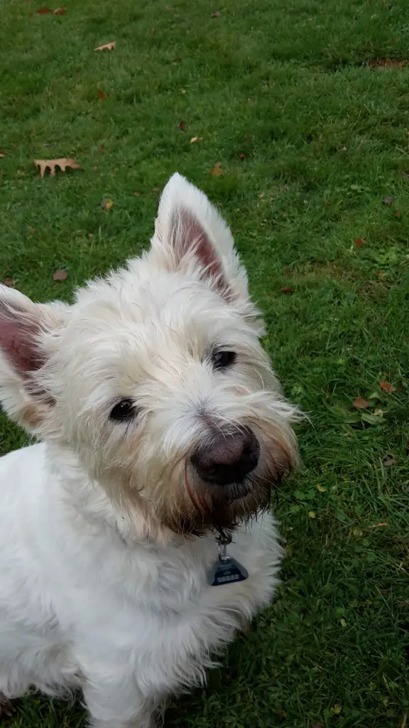 Andachtsbild von Hannelore