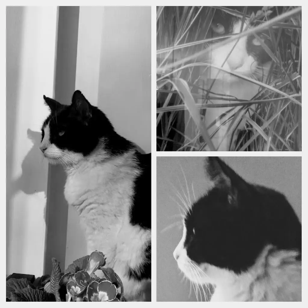 Condolence image of Monika mit Seelenkater Carlo tief im Herzen gestorben am 10. Juli 2017