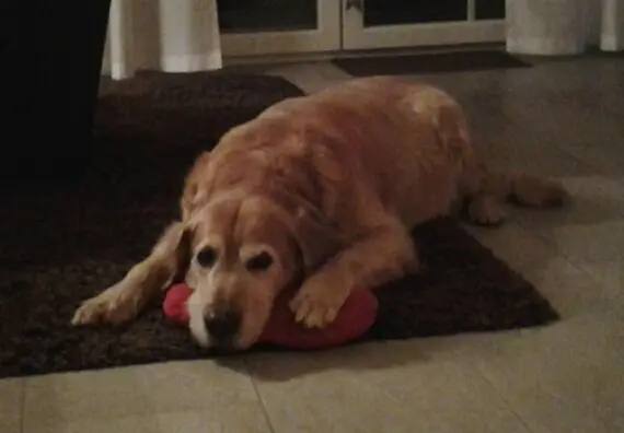 Condolence image of Micha mit Cäsar im Herzen