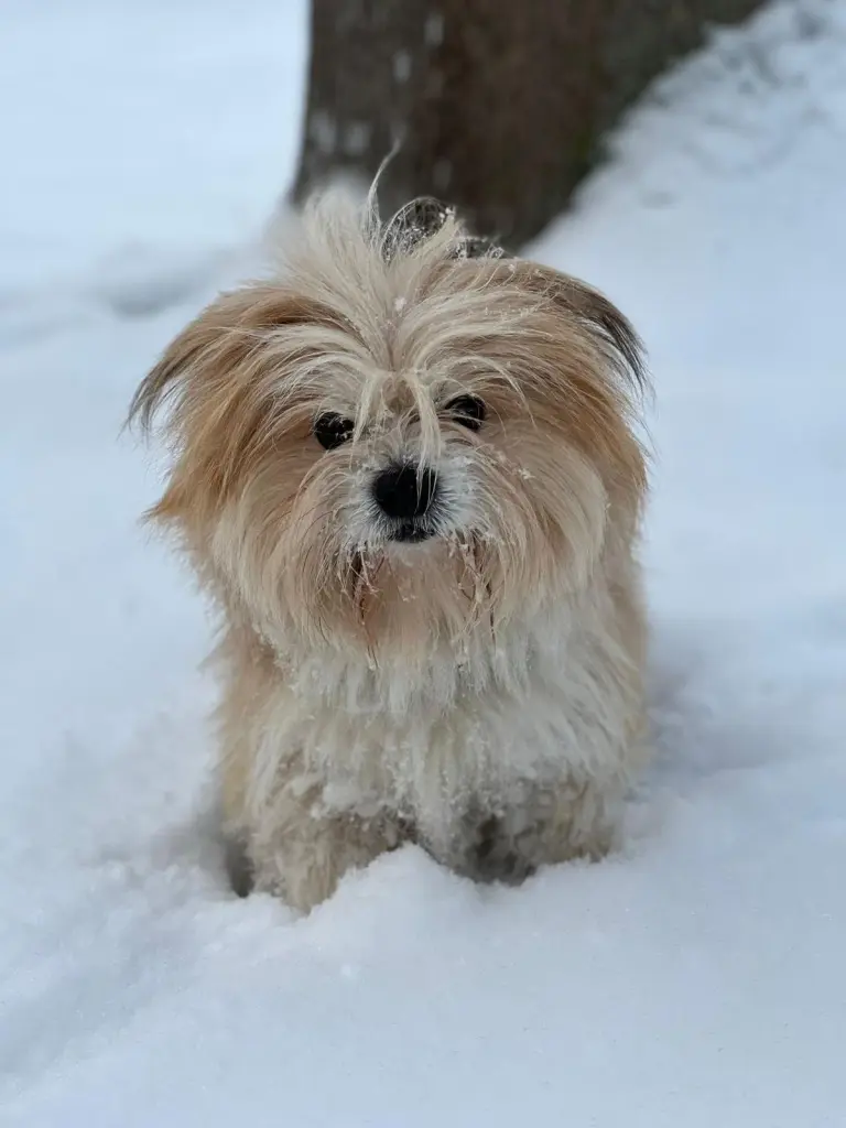 Bild von Toffee