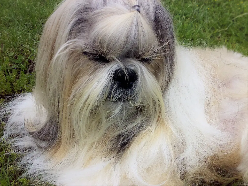 Condolence image of Karin + Thomas aus Bergen mit Judoka + Sunny