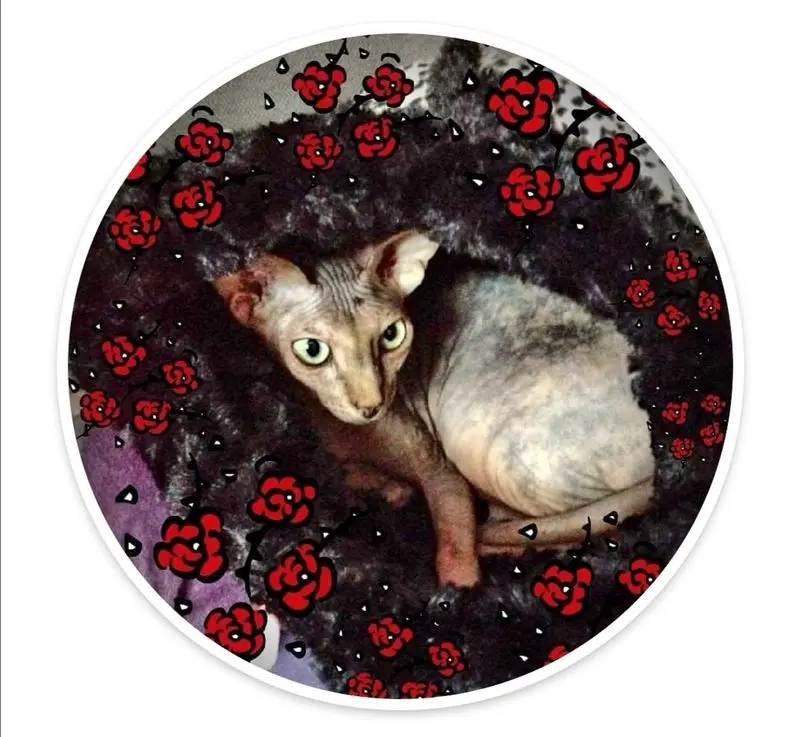 Condolence image of Iris