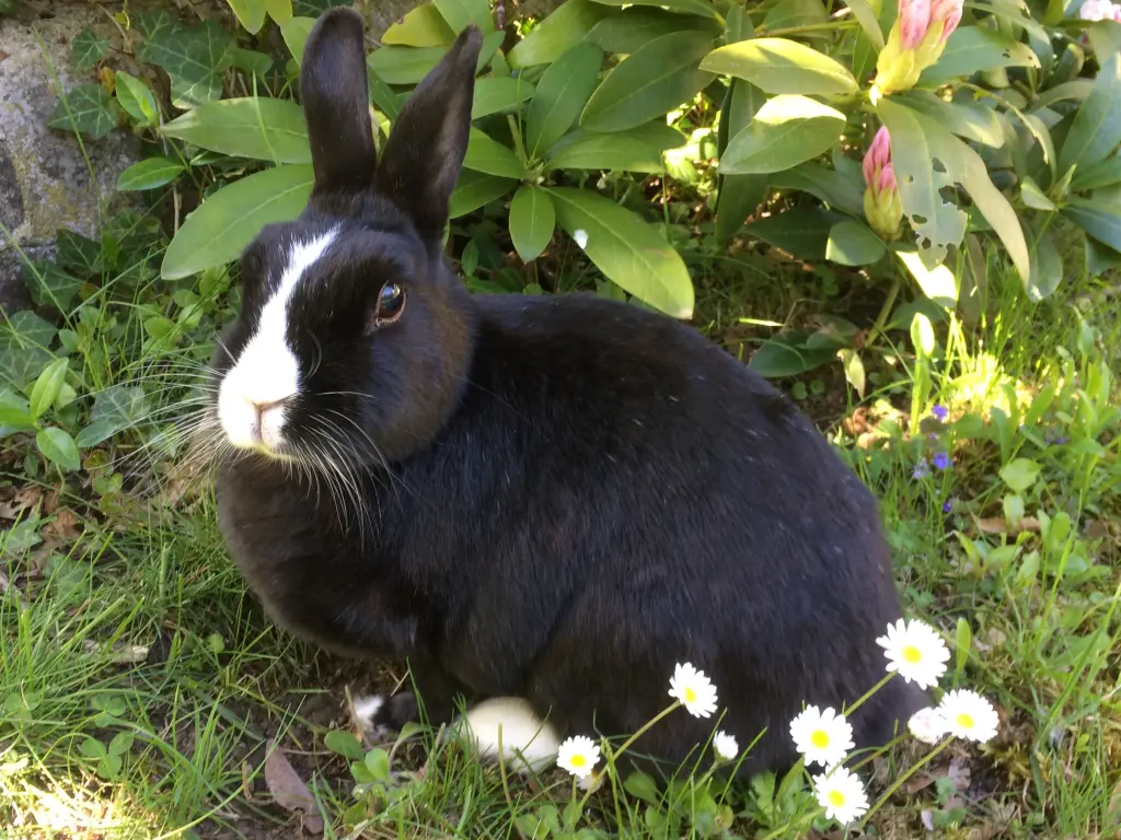 Condolence image of Drina mit Jasper im Herzen