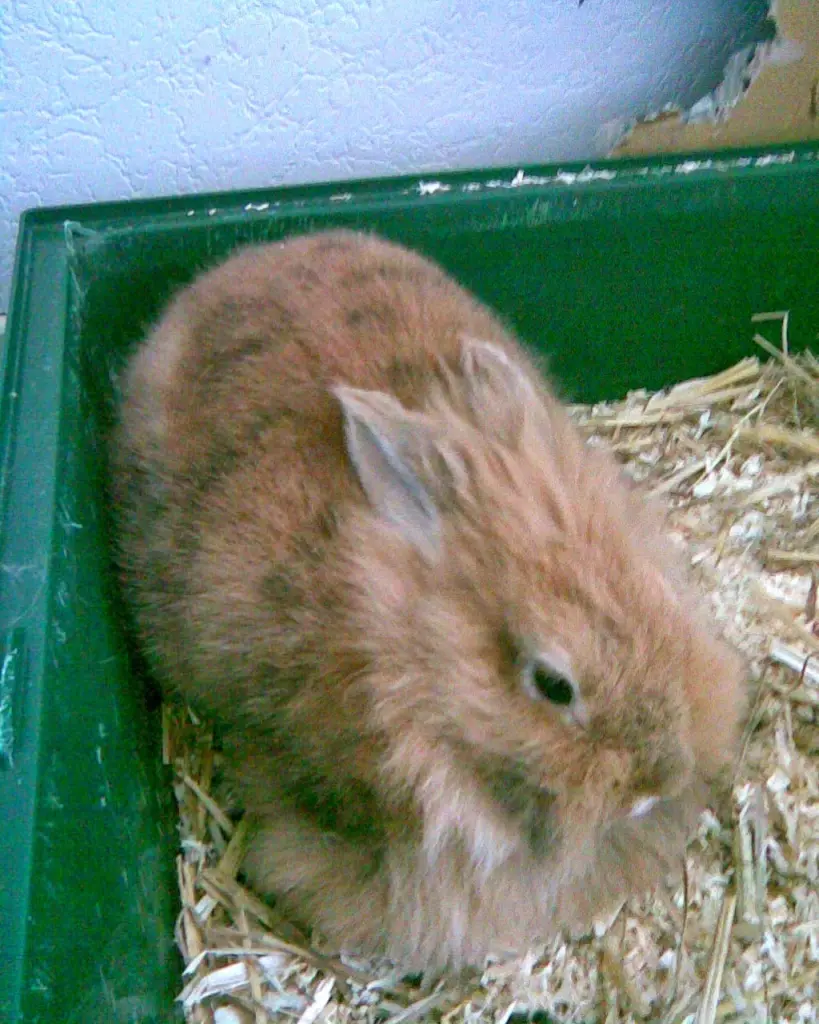 Image from Schnüffelchen