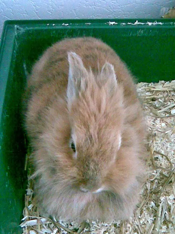 Image from Schnüffelchen