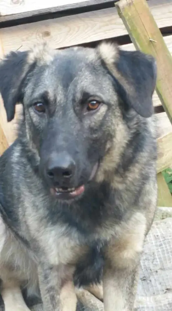 Bild von Balu