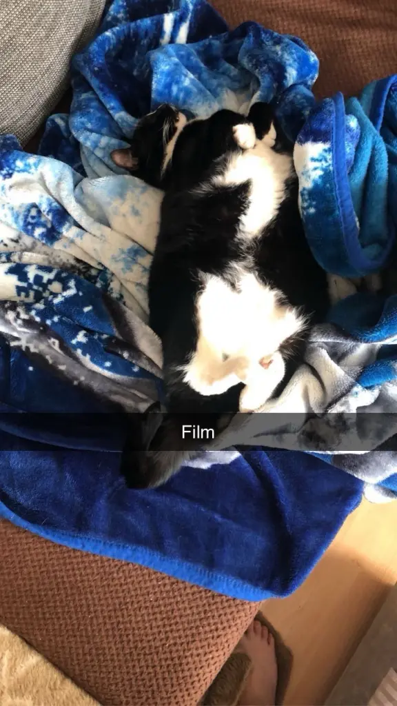 Image from Felix 
