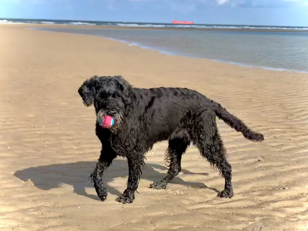 beste Ballträgerin🎾