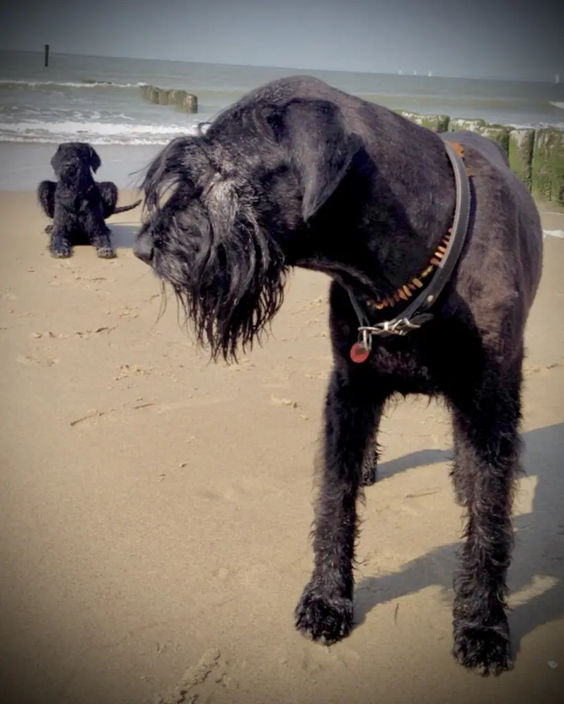 Ich hoffe ihr passt da oben aufeinander auf🙏🌈
Nouri & Djona (+20.08.2015)❤️