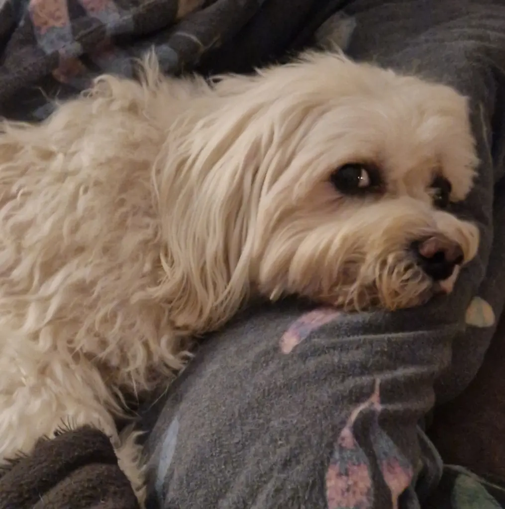 Andachtsbild von Charly Adrian