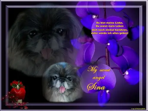 Image from mein Sternchen Sina