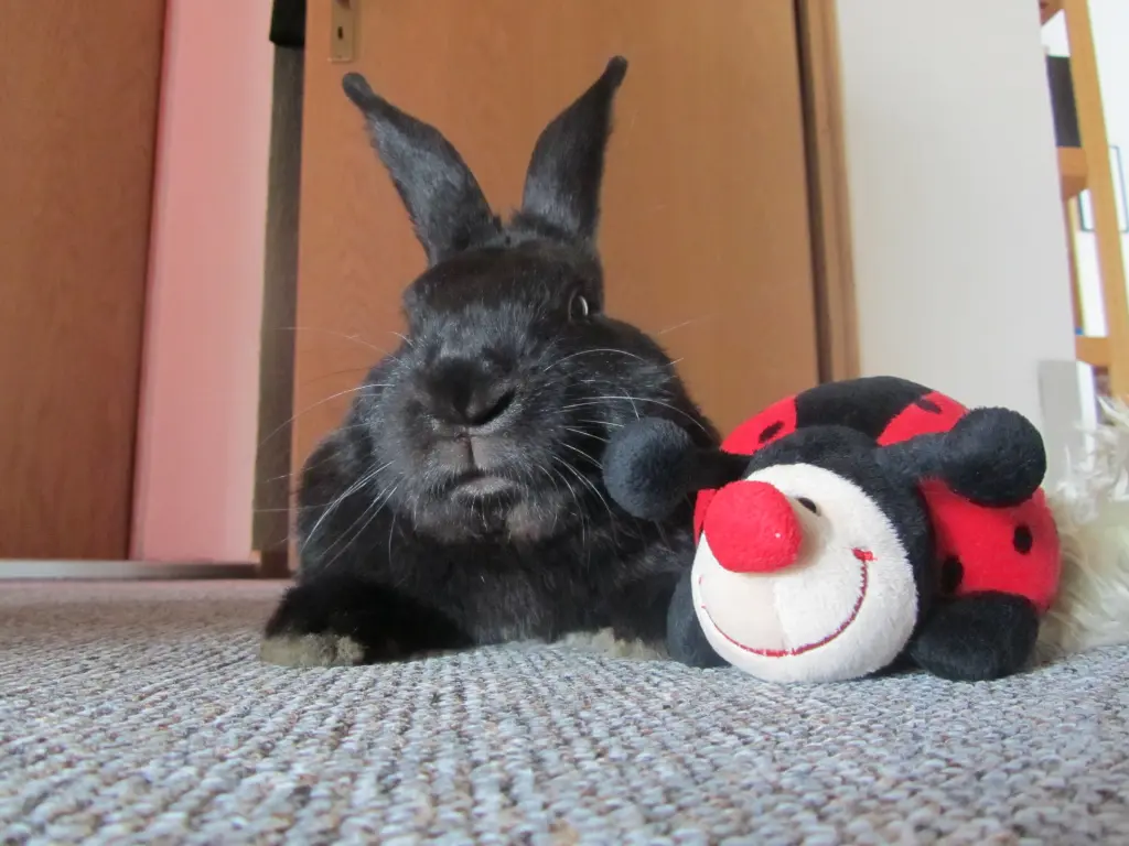 Condolence image of Lydia