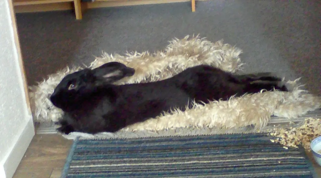 Condolence image of Lydia