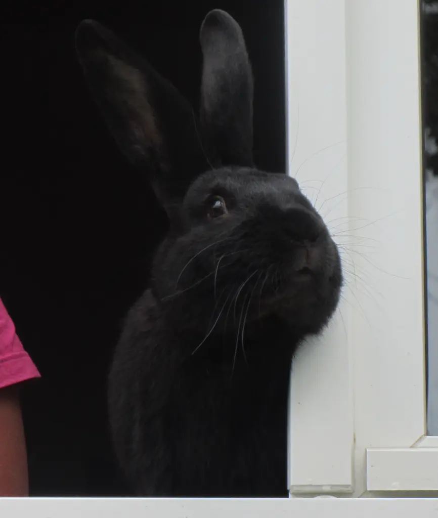 Condolence image of Lydia