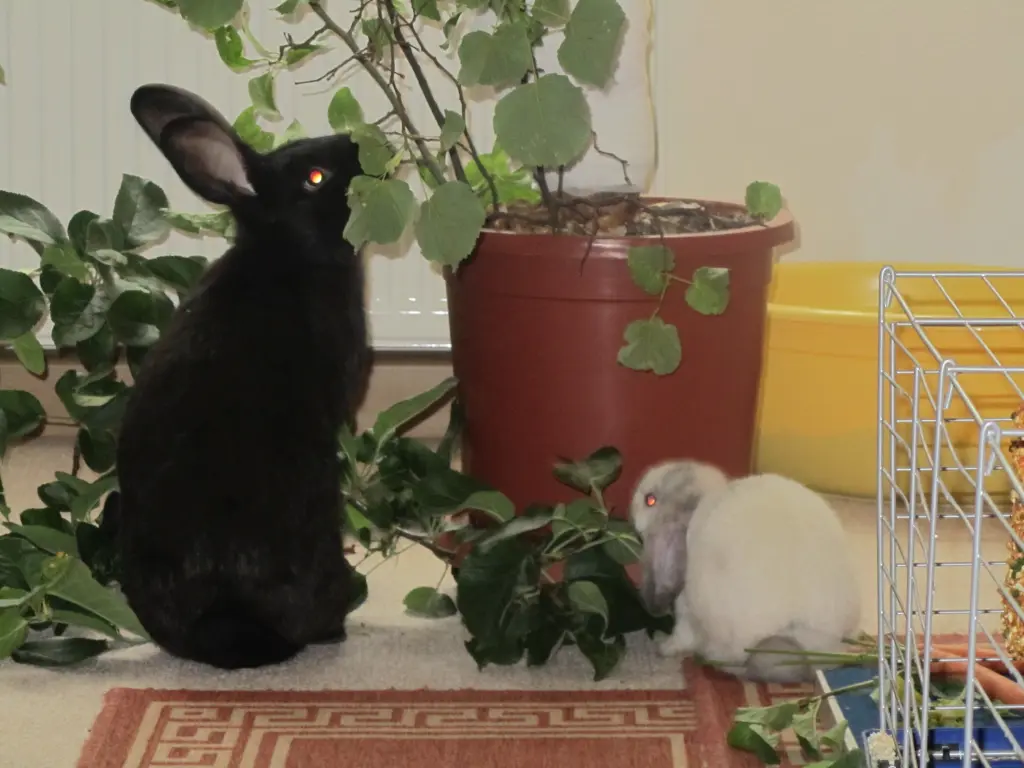 Condolence image of Lydia